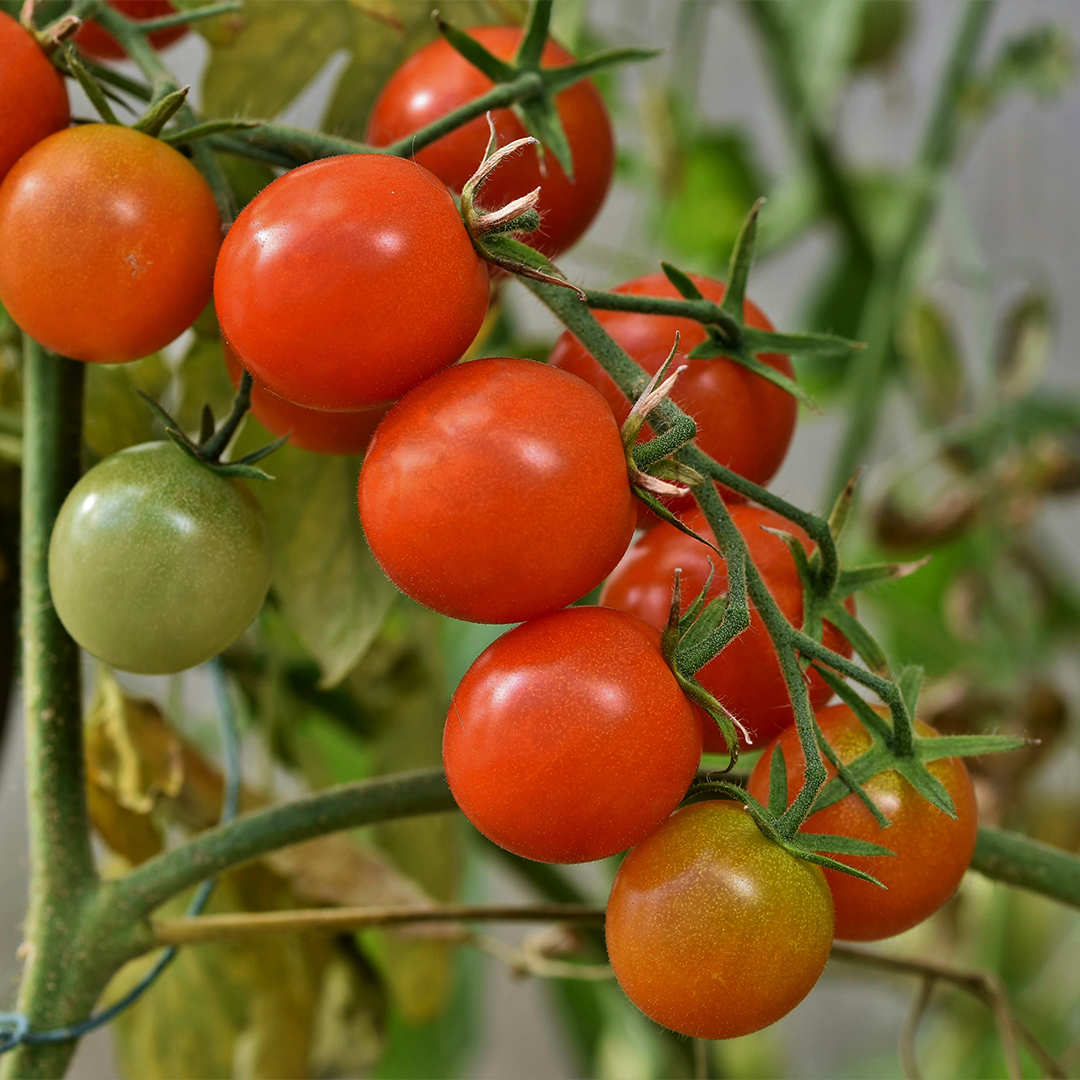 Crop Nutrition