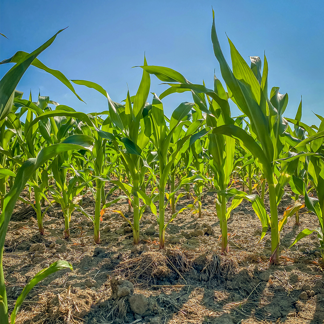Herbicide