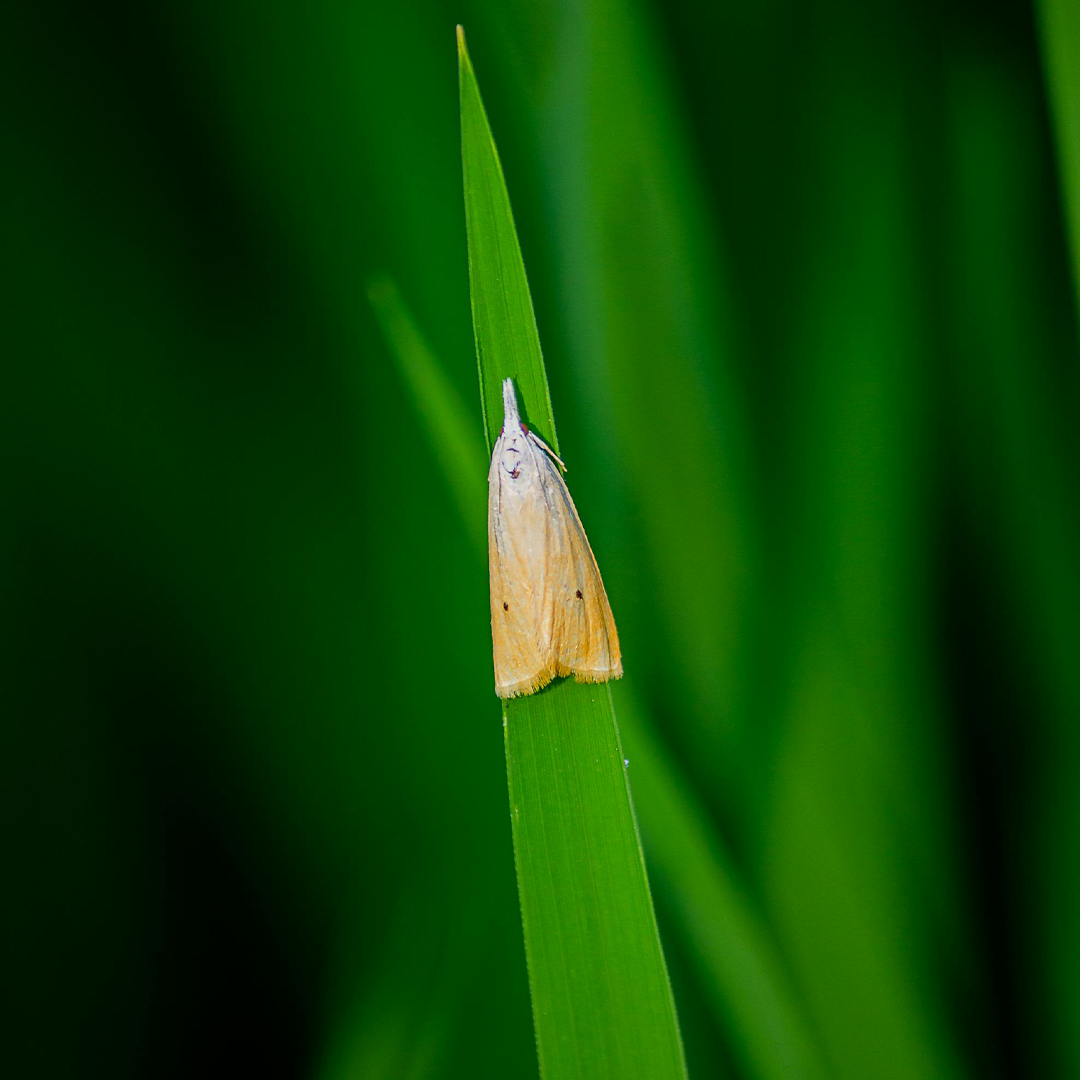 Insecticide