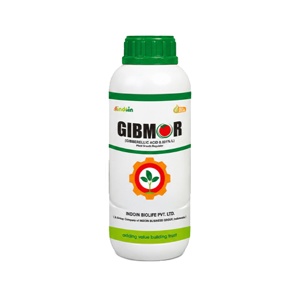 GIBMOR