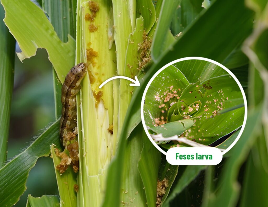 Fall Armyworm – The Invasive Pest That Threatens Corn Production