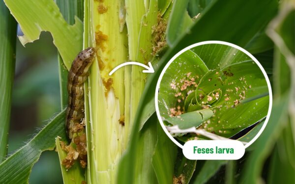 Fall Armyworm – The Invasive Pest That Threatens Corn Production